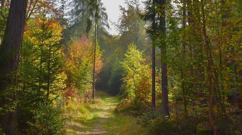 Forest trail in Annecy