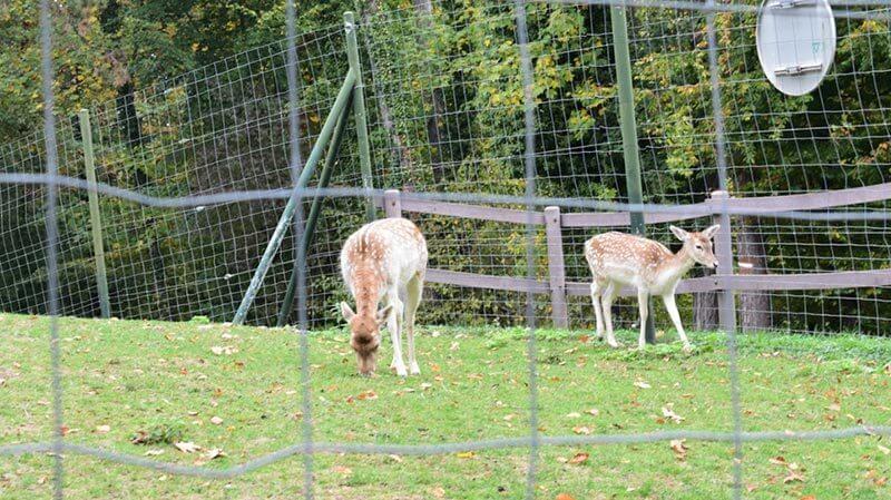 Cute deer in Annecy